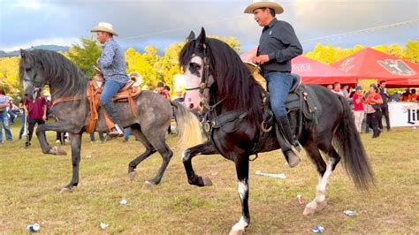 videos de caballos bailadores